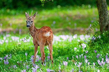 Rehbock Capreolus capreolus auf einer blühenden Wiese