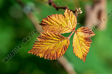 Brombeerblatt Rubus sectio Rubus