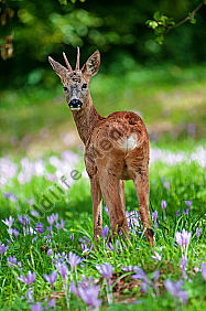 Rehbock Capreolus capreolus auf einer blühenden Wiese