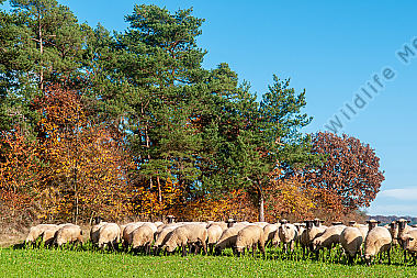 Schafherde Ovis aries im Herbst