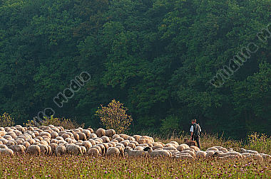 Schäfer mit seiner Schafherde Ovis aries am Waldrand