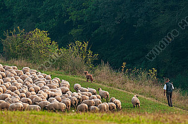 Schäfer mit seiner Schafherde Ovis aries am Waldrand