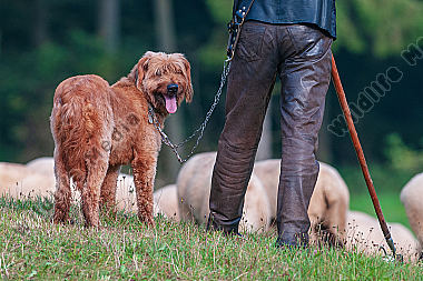Briard Hüte- und Herdenschutzhund Canis lupus familiaris