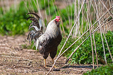 Haushahn Gallus gallus domesicus