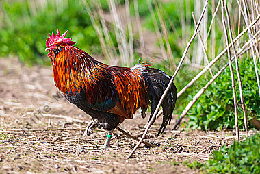 Haushahn Gallus gallus domesicus