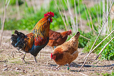 Haushahn Gallus gallus domesicus