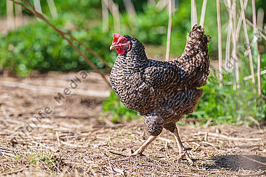 Haushuhn Gallus gallus domesicus