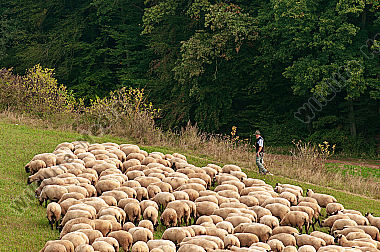 Schäfer mit seiner Schafherde Ovis aries am Waldrand