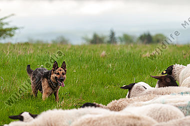 Hütehund in Aktion