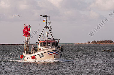 Fischkutter bei der Einfahrt in den Hafen/Ostsee