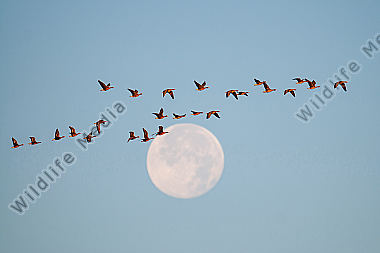 Blässgänse Anser albifrons mit Vollmond
