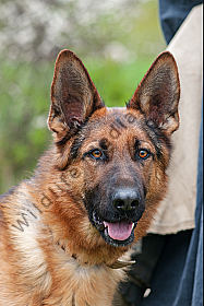Deutscher Schäferhund Canis lupus familiaris auf der Schafweide