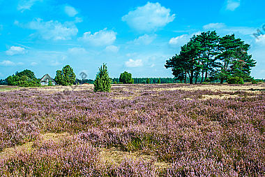 Blühende Lüneburger Heide