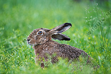 Sichernder Feldhase Lepus europaeus im Sommer Porträt