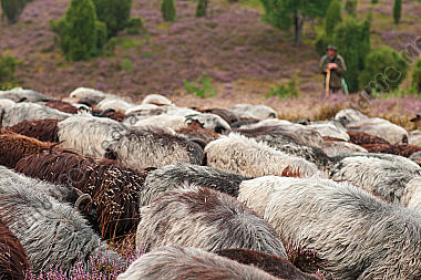 Heidschnucken Ovis aries in der Lüneburger Heide