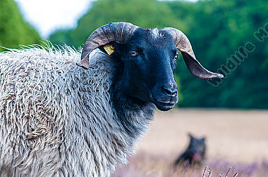 Graue gehörnte Heidschnuck Ovis aries in der Lüneburger Heide