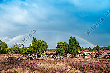 Heidschnuckenherde Ovis aries in der Lüneburger Heide mit Regenbogen