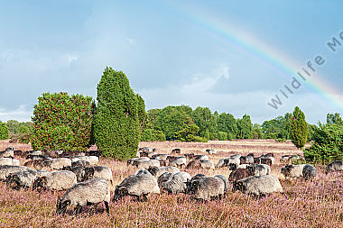 Heidschnuckenherde Ovis aries in der Lüneburger Heide