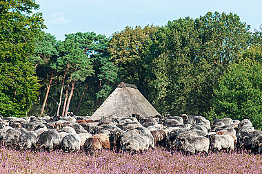 Heidschnuckenherde Ovis aries in der Lüneburger Heide
