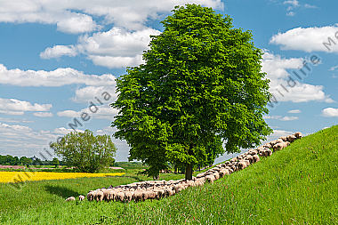 Schafherde Ovis aries im Frühling