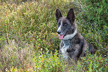 Junger Altdeutscher Hütehund Canis lupus familiaris in der Heide