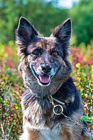 Junger Altdeutscher Hütehund Canis lupus familiaris Portrait