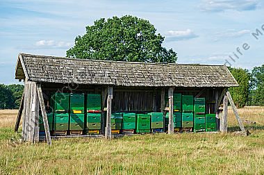 Bienenstand in der Heide Lüneburger Heide