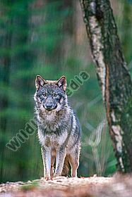 Europäischer Wolf Canis lupus
