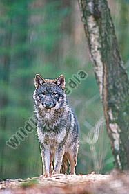 Europäischer Wolf Canis lupus