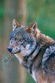 Europäischer Wolf Canis lupus