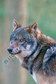 Europäischer Wolf Canis lupus