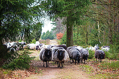 Heidschnucken Ovis aries in der Lüneburger Heide