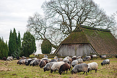 Heidschnucken Ovis aries in der Lüneburger Heide