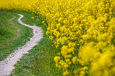 Weg am Rapsfeld
