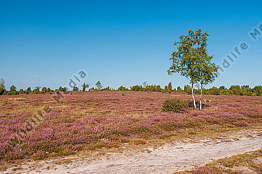 Ellendorfer Wacholderheide in der Lüneburger Heide