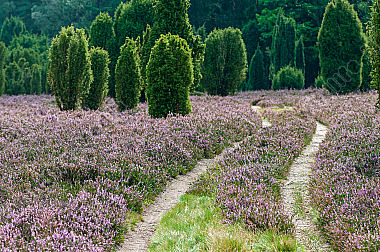 Ellendorfer Wacholderheide in der Lüneburger Heide