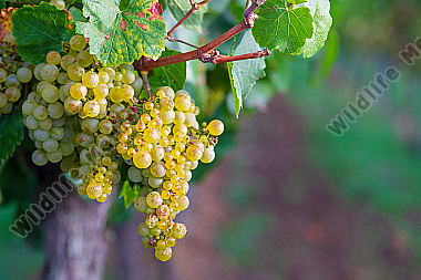 Weiße Weinreben Vitis vinifera