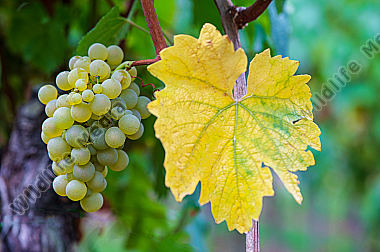 Weißweinrebe mit Blatt Vitis vinifera