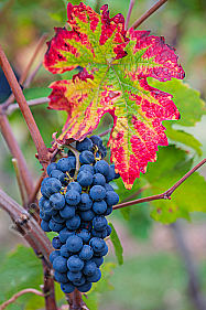 Rotweinrebe mit Blatt Vitis vinifera