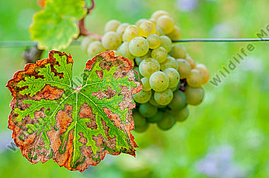 Weißweinrebe mit Blatt Vitis vinifera