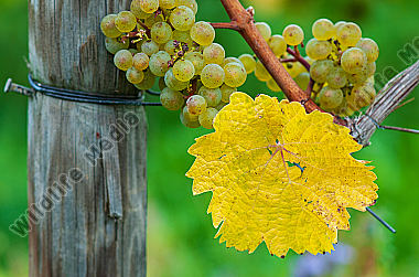 Weißweinrebe mit Blatt Vitis vinifera