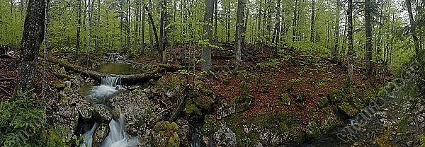 Europäischer Primärurwald im Frühling Panorama