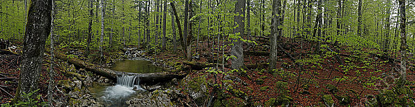 Europäischer Primärurwald im Frühling Panorama