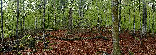 Europäischer Primärurwald im Frühling Panorama