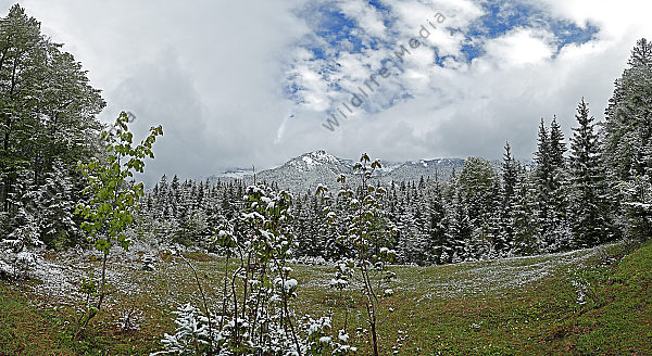 Europäischer Primärurwald im Frühling Panorama