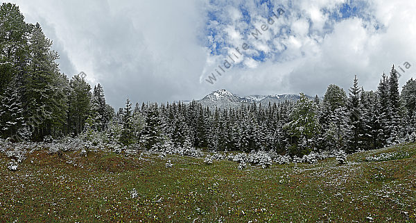Europäischer Primärurwald im Frühling Panorama