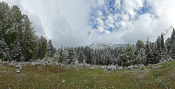 Europäischer Primärurwald im Frühling Panorama