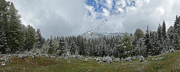 Europäischer Primärurwald im Frühling Panorama