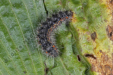 Bärenspinner Marokko Raupe