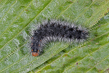 Bärenspinner Marokko Raupe